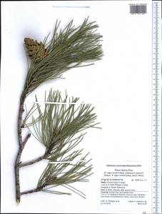 Pinus nigra subsp. laricio (Poir.) Maire, Western Europe (EUR) (Italy)