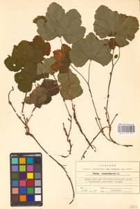 Rubus chamaemorus L., Eastern Europe, Northern region (E1) (Russia)