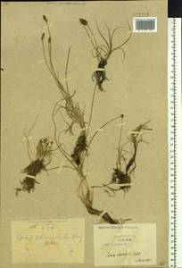 Carex duriuscula C.A.Mey., Siberia, Baikal & Transbaikal region (S4) (Russia)