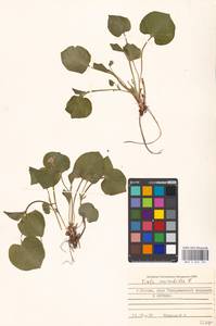 Viola mirabilis L., Eastern Europe, Moscow region (E4a) (Russia)