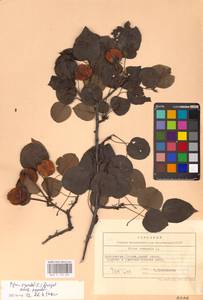 Pyrus communis L., Eastern Europe, West Ukrainian region (E13) (Ukraine)