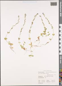 Veronica serpyllifolia var. humifusa (Dicks.) Sm., Siberia, Chukotka & Kamchatka (S7) (Russia)