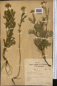 Tanacetum vulgare L., Middle Asia, Northern & Central Kazakhstan (M10) (Kazakhstan)