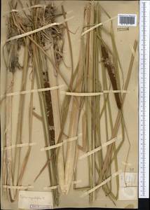 Typha angustifolia L., Middle Asia, Muyunkumy, Balkhash & Betpak-Dala (M9) (Kazakhstan)