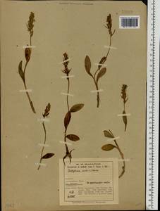 Dactylorhiza viridis (L.) R.M.Bateman, Pridgeon & M.W.Chase, Eastern Europe, Northern region (E1) (Russia)