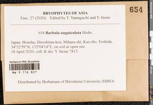 Barbula unguiculata Hedw., Bryophytes, Bryophytes - Asia (outside ex-Soviet states) (BAs) (Japan)
