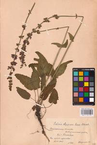 MHA 0 156 351, Salvia dumetorum Andrz. ex Besser, Eastern Europe, Central forest-and-steppe region (E6) (Russia)
