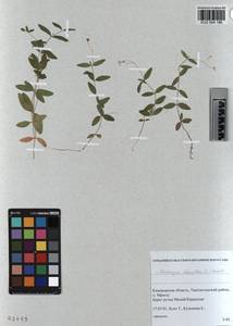 KUZ 004 186, Moehringia lateriflora (L.) Fenzl, Siberia, Altai & Sayany Mountains (S2) (Russia)