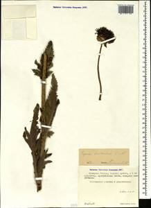 Papaver bracteatum Lindl., Caucasus, North Ossetia, Ingushetia & Chechnya (K1c) (Russia)