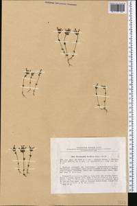 Parentucellia flaviflora (Boiss.) Nevski, Middle Asia, Syr-Darian deserts & Kyzylkum (M7) (Kazakhstan)