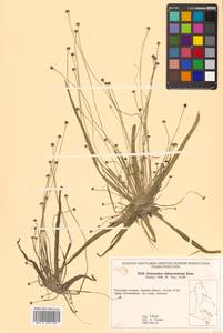 Eriocaulon chinorossicum Kom., Siberia, Russian Far East (S6) (Russia)