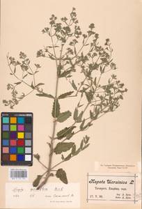 MHA 0 155 702, Nepeta ucranica subsp. parviflora (M.Bieb.) M.Masclans de Bolos, Eastern Europe, Rostov Oblast (E12a) (Russia)