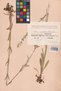 Silene multiflora (Ehrh.) Pers., Eastern Europe, Lower Volga region (E9) (Russia)