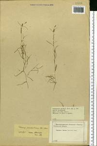 Potamogeton pusillus L., Eastern Europe, Central forest-and-steppe region (E6) (Russia)