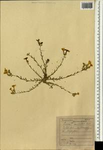 Linum mucronatum, South Asia, South Asia (Asia outside ex-Soviet states and Mongolia) (ASIA) (Iraq)