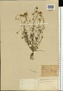 Matricaria chamomilla L., Eastern Europe, North-Western region (E2) (Russia)