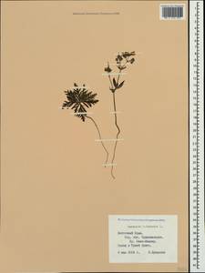 Geranium tuberosum L., Crimea (KRYM) (Russia)