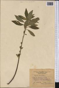 Turnera ulmifolia L., America (AMER) (Cuba)