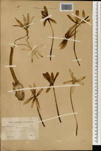 Colchicum, South Asia, South Asia (Asia outside ex-Soviet states and Mongolia) (ASIA) (Iran)