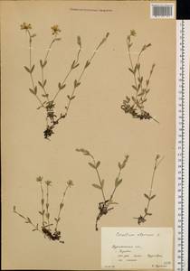 Cerastium alpinum L., Eastern Europe, Northern region (E1) (Russia)