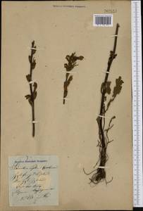 Pedicularis sceptrum-carolinum, Western Europe (EUR)
