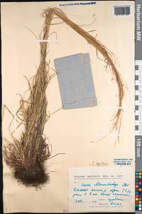 Carex capillaris L., Siberia, Baikal & Transbaikal region (S4) (Russia)