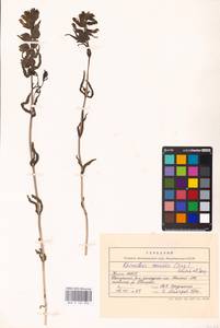MHA 0 162 096, Rhinanthus serotinus var. vernalis (N. W. Zinger) Janch., Eastern Europe, Northern region (E1) (Russia)