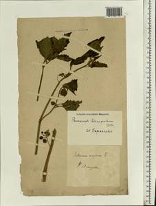 Solanum nigrum L., Eastern Europe, South Ukrainian region (E12) (Ukraine)