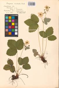 Fragaria moschata Duchesne, Eastern Europe, Moscow region (E4a) (Russia)