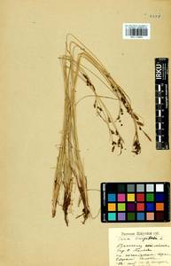 Carex cespitosa L., Siberia, Baikal & Transbaikal region (S4) (Russia)