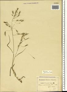 Bromus japonicus Houtt., Crimea (KRYM) (Russia)