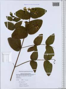 Hypericum androsaemum L., Caucasus, Black Sea Shore (from Novorossiysk to Adler) (K3) (Russia)