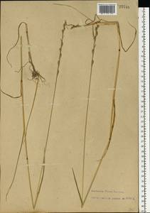 Lolium remotum Schrank, Eastern Europe, North-Western region (E2) (Russia)