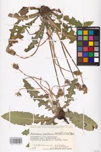 Taraxacum serotinum (Waldst. & Kit.) Poir., Middle Asia, Caspian Ustyurt & Northern Aralia (M8) (Kazakhstan)