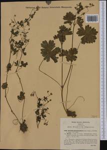 Geranium pyrenaicum Burm. f., Western Europe (EUR) (Italy)