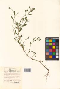 Polygonum aviculare L., Siberia, Russian Far East (S6) (Russia)