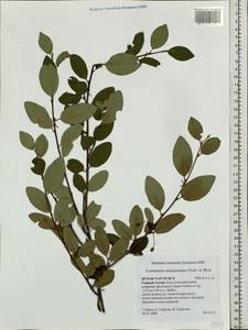 Cotoneaster melanocarpus G. Lodd., Siberia, Altai & Sayany Mountains (S2) (Russia)