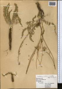 Schtschurowskia meifolia Regel & Schmalh., Middle Asia, Western Tian Shan & Karatau (M3) (Kazakhstan)