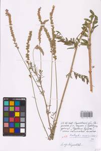 Onobrychis viciifolia Scop., Eastern Europe, Lower Volga region (E9) (Russia)