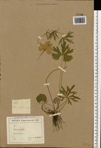 Ranunculus auricomus L., Eastern Europe, North Ukrainian region (E11) (Ukraine)
