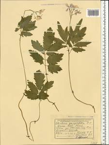 Cardamine quinquefolia (M.Bieb.) Schmalh., Eastern Europe, South Ukrainian region (E12) (Ukraine)