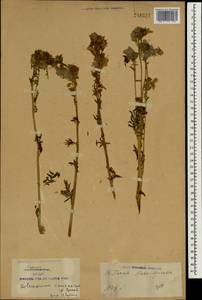 Polemonium caucasicum N. Busch, South Asia, South Asia (Asia outside ex-Soviet states and Mongolia) (ASIA) (China)
