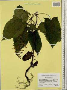 Salvia glutinosa L., Caucasus, Krasnodar Krai & Adygea (K1a) (Russia)