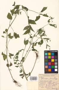 Galinsoga parviflora Cav., Eastern Europe, Middle Volga region (E8) (Russia)