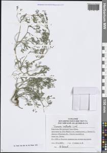 Fumaria vaillantii Loisel., Middle Asia, Northern & Central Tian Shan (M4) (Kyrgyzstan)