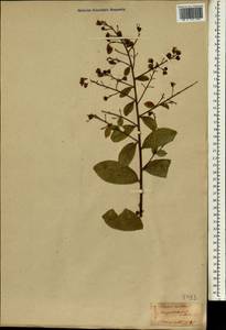 Lagerstroemia indica L., South Asia, South Asia (Asia outside ex-Soviet states and Mongolia) (ASIA) (Japan)