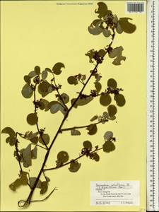 Desmodium styracifolium (Osbeck)Merr., South Asia, South Asia (Asia outside ex-Soviet states and Mongolia) (ASIA) (Vietnam)