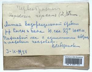 Lepidozia reptans (L.) Dumort., Bryophytes, Bryophytes - Western Siberia (including Altai) (B15) (Russia)