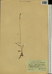 Spiranthes sinensis (Pers.) Ames, Siberia, Russian Far East (S6) (Russia)