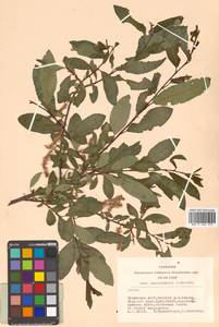 Salix saposhnikovii A. K. Skvortsov, Siberia, Altai & Sayany Mountains (S2) (Russia)